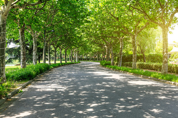 empty asphalt road and green woods,sunlight and shadows
