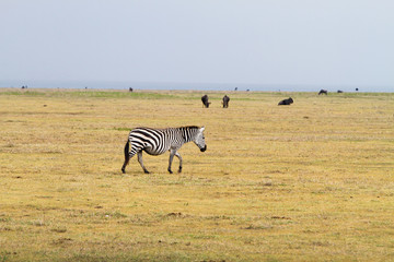 Naklejka premium Field with zebras and blue wildebeest