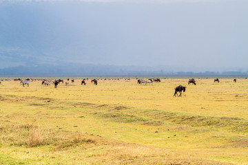 Field with zebras and blue wildebeest