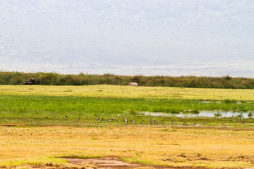 Fototapeta na wymiar Ngorongoro Conservation Area Landscape and Wildlife