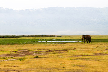 Fototapeta na wymiar African elephants (Loxodonta africana)