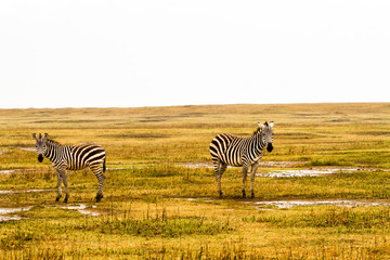 Zebra species of African equids (horse family) with unique patterns in Ngorongoro Conservation Area (NCA) World Heritage Site in the Crater Highlands, Tanzania.