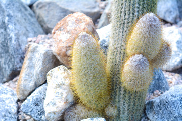 Cactus and other plants in a botanical garden.