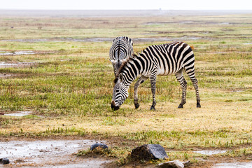 Naklejka premium Zebra species of African equids (horse family) with unique patterns in Ngorongoro Conservation Area (NCA) World Heritage Site in the Crater Highlands, Tanzania.