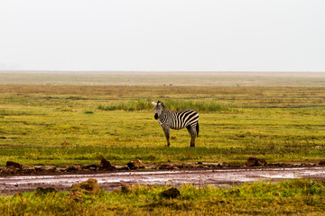 Fototapeta premium Zebra species of African equids (horse family) with unique patterns in Ngorongoro Conservation Area (NCA) World Heritage Site in the Crater Highlands, Tanzania.