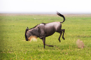 Naklejka na ściany i meble Blue wildebeest (Connochaetes taurinus), common, white-bearded wildebeest or brindled gnu, large antelope in Ngorongoro Conservation Area (NCA), Crater Highlands, Tanzania