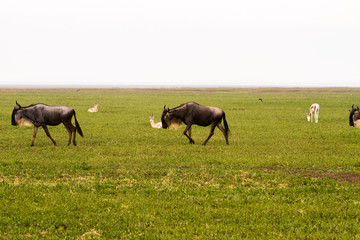 Obraz premium Blue wildebeest (Connochaetes taurinus), common, white-bearded wildebeest or brindled gnu, large antelope in Ngorongoro Conservation Area (NCA), Crater Highlands, Tanzania