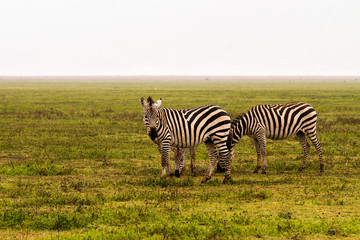 Zebra species of African equids (horse family) united by their distinctive black and white striped coats in Ngorongoro Conservation Area (NCA), Crater Highlands, Tanzania
