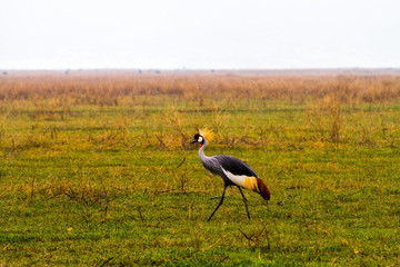 Grey crowned crane (Balearica regulorum) endangered birds