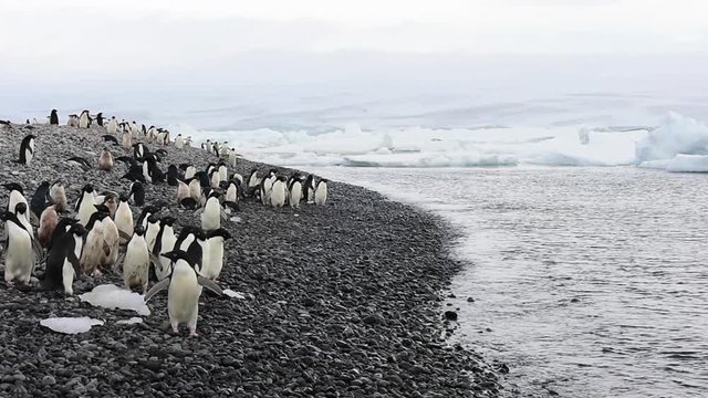 Adelie Penguins walk along beach