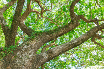 branch and leaf of tree beautiful in the forest on white background bottom view. concept world environment day (Stop destroy the forest)