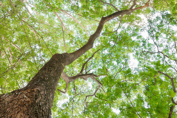 branch and leaf of tree beautiful in the forest on white background bottom view. concept world...