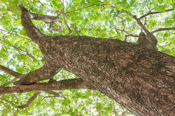 branch and leaf of tree beautiful in the forest on white background bottom view. concept world environment day (Stop destroy the forest)