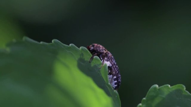 Flesh eating beetle resting on a green leaf near a cadaver. Tiny dermestid insect found at a crime scene. 