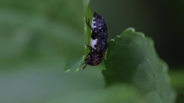 Forensic science specimen of a flesh eating beetle in the wild. Small dermestid beetle found near carrion. The study of crime scene entomology. 