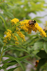 Save the Bees