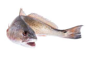Red Drum (Sciaenops ocellatus. Curved fish. Isolated on white background