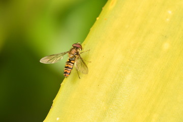 INSECTO