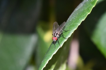 INSECTO