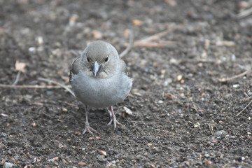 PÁJARO