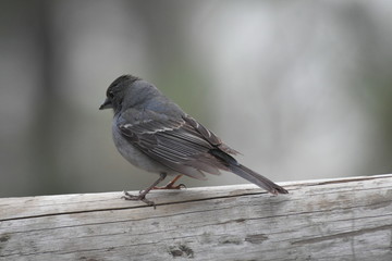 PÁJARO