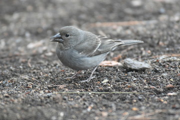 PÁJARO