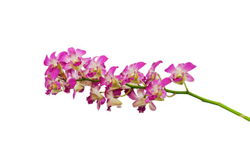 branch of vivid pink dendrobium orchid flower isolated on white background