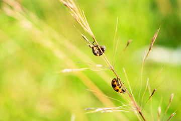 Lady Bug and Paederus