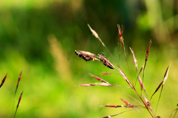 Swarm of Stripe Insect (Paederus)