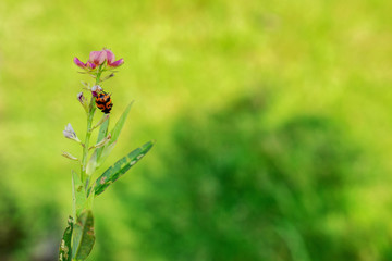 lady Bug on Pink Flower