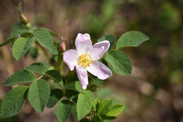 Wild rose Flower