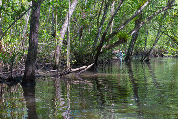Mangroves green water and roots above ground