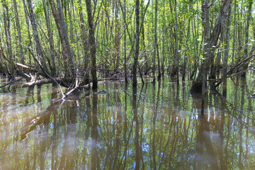Fallen tree trunk inside mangroves in nature