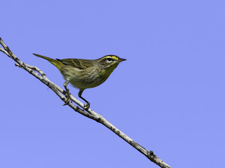 Palm Warbler on Blue Sky