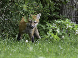 Naklejka na ściany i meble Red Fox Cub ( Pup) Sitting on Green Grass Portrait in Spring