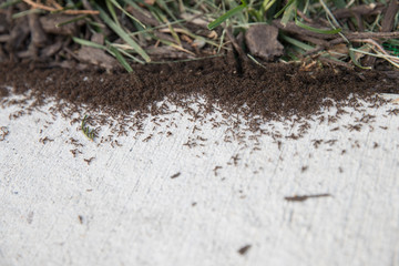 thousands of black ants on concrete ground close up. 
