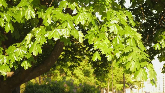 Mable tree at the park