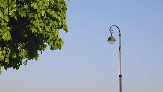 Mable tree and street lantern
