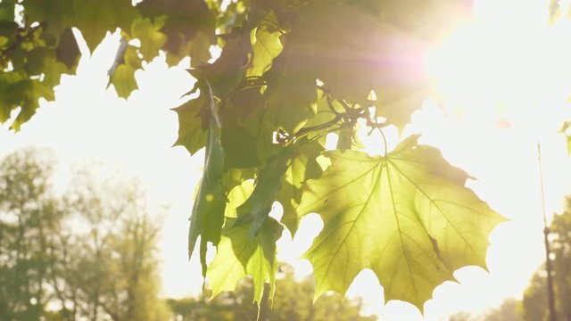 Mable tree leaf with sunlight