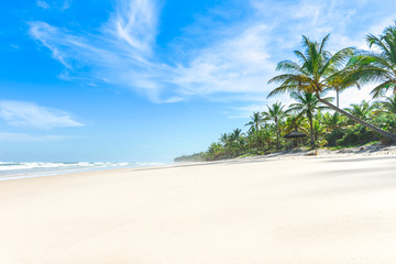 The paradise white sand beach palm trees