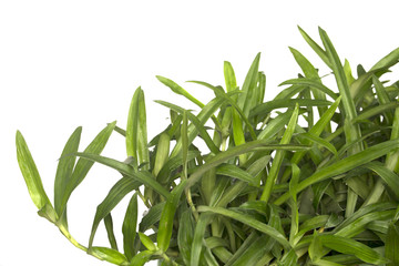 Grass isolated on white background. Angel grass,Beijing grass.