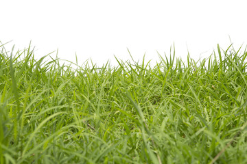 Grass isolated on white background.