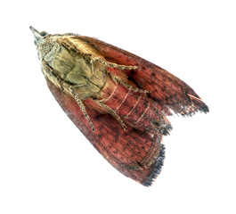 Color butterfly close up sitting on glass isolated on white background, view from below.