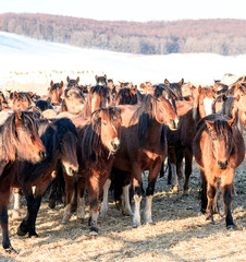 Wild Horses in Winter