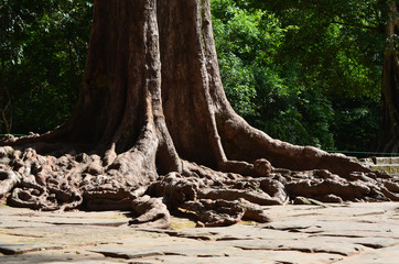 The roots of a giant tree have spreading over and between the stones of a pathway. Behind is lush forest.
