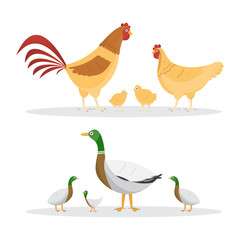 Chicken and ducks. set of animals inside farm isolated on white background