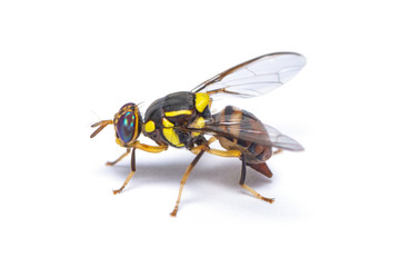 Bactrocera dorsalis fruit fly isolated on white background