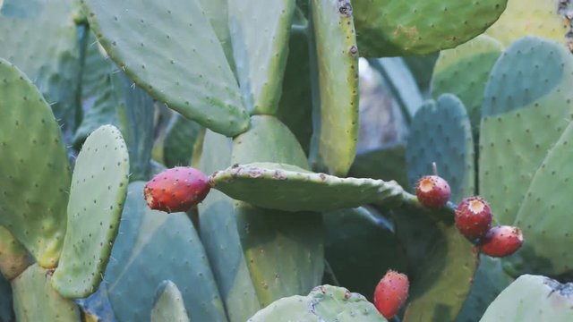 Opuntia a genus of cacti producing a fruit known as the prickly pear