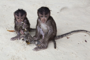 Baby Macaques, Monkey Beach, Thailand