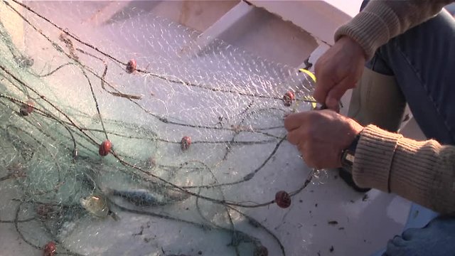 Medium shot of fisherman's hands and boots as he untangles a fishing net with several fish in it